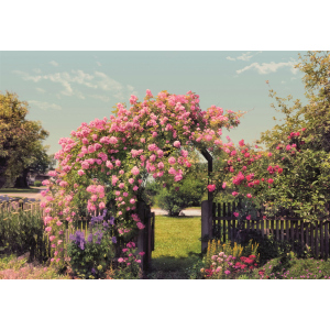 купити Фотошпалери паперові Komar Rose Garden 368х254 см 8 сегментів (8-936)