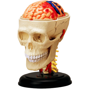 Объемная анатомическая модель 4D Master Черепно-мозговая коробка человека (FM-626005) (4894793260057) лучшая модель в Черновцах