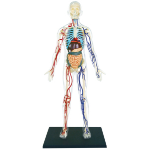 Объемная анатомическая модель 4D Master Тело человека прозрачное (FM-626204) (4894793262044) в Черновцах