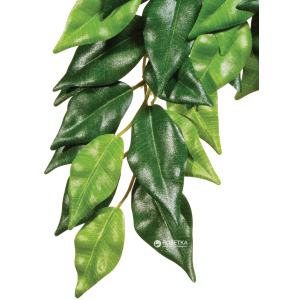 Рослина Hagen Ficus Medium (015561230407) ТОП в Чернівцях