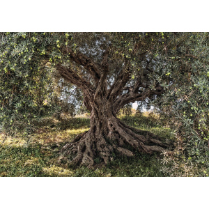 хороша модель Фотошпалери паперові Komar Olive Tree (Оливкове дерево NG) 368х254 см 8 сегментів (8-531)