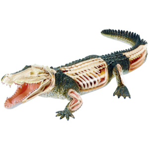 Об'ємна анатомічна модель 4D Master Крокодил (FM-622034) (4894793220341) ТОП в Чернівцях